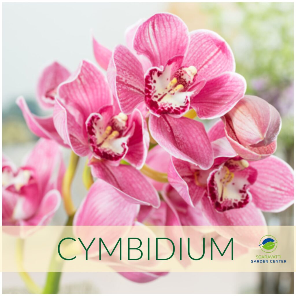 Orchidee in vaso. Cymbidium e altre