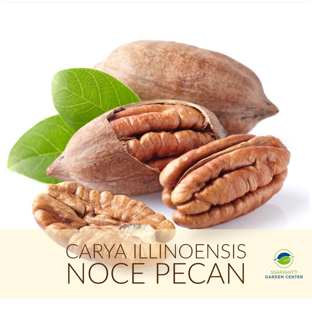 Noce Pecan