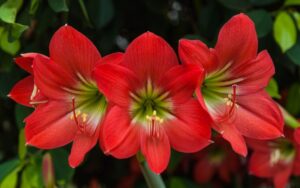 Hippeastrum Amarillis